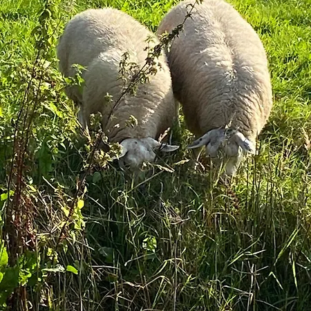 Oomes Huus - Sleep By Haestens, Wake With Coffee