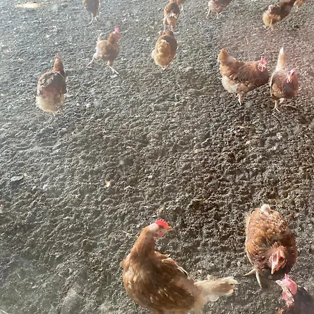 Oomes Huus - Sleep By Haestens, Wake With Coffee Bed & Breakfast Den Hoorn (North Holland)