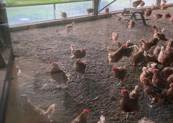 Oomes Huus - Sleep By Haestens, Wake With Coffee 덴 호른