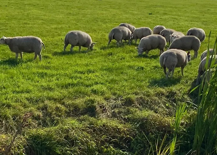 Oomes Huus - Sleep By Haestens, Wake With Coffee 덴 호른