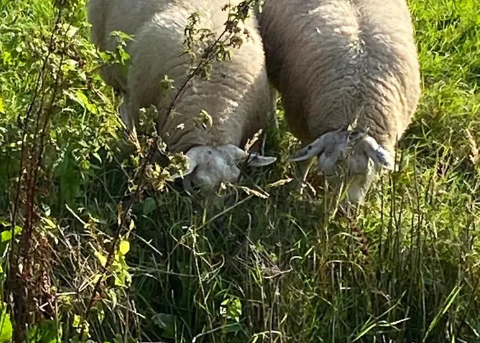 Oomes Huus - Sleep By Haestens, Wake With Coffee