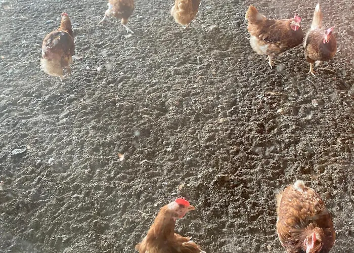 Oomes Huus - Sleep By Haestens, Wake With Coffee Bed & Breakfast Den Hoorn (North Holland)