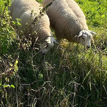 Oomes Huus - Sleep By Haestens, Wake With Coffee 4* Den Hoorn (North Holland)