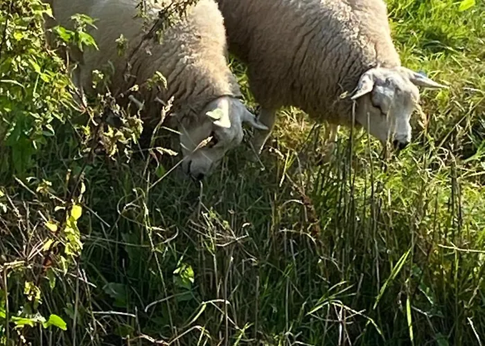 Oomes Huus - Sleep By Haestens, Wake With Coffee 4* 덴 호른